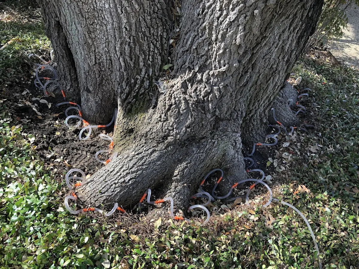 Detailed Tree Cabling and Bracing job site in Clark Mills