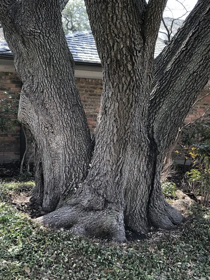 Mature heritage tree close to a Clark Mills property cared for by certified arborists